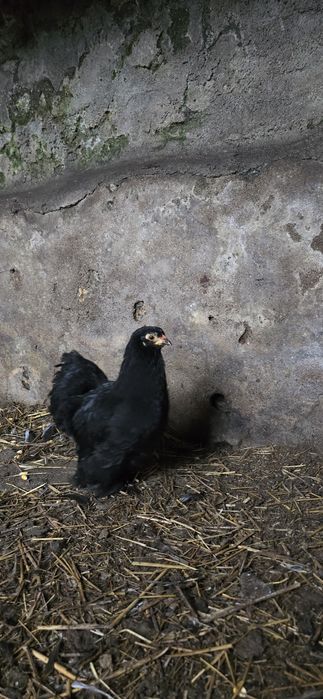 Pekins Negras / Novas e adultas