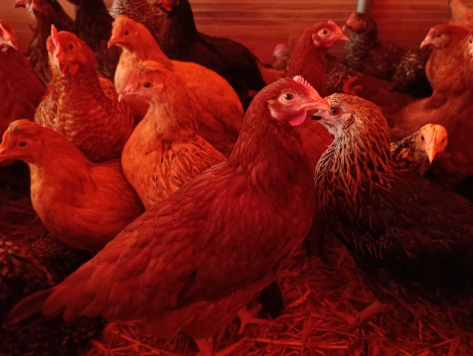 Kury nioski młode Rosa