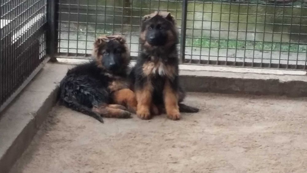 Owczarek niemiecki  długowłosy  rodowodowy czarny podpalany