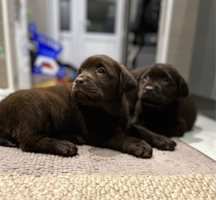 Бронь! Шоколадки! КСУ!