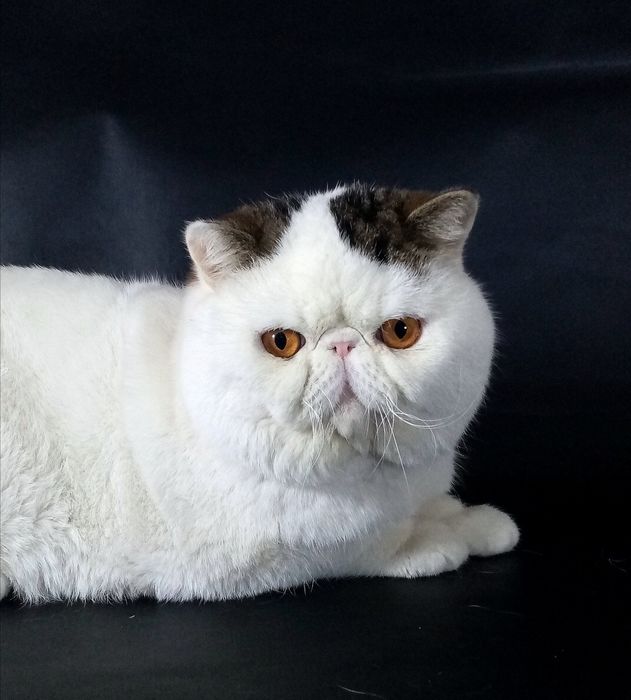 Неймоверно ласковый котик