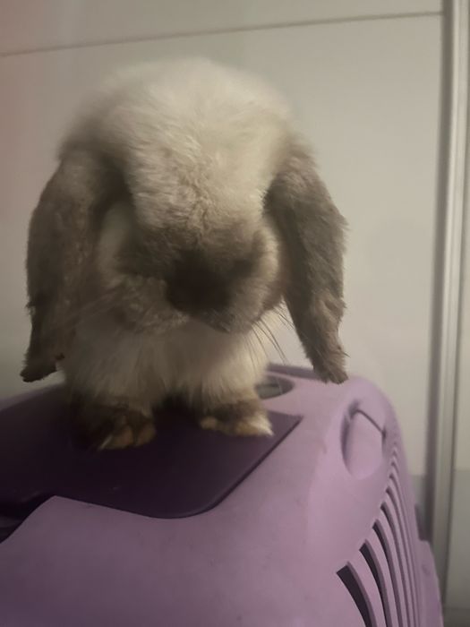 Sprzedam króliczka mini lop dziewczyna
