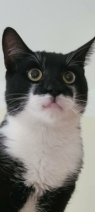 Pieknÿ kocur Feluś do adopcji!