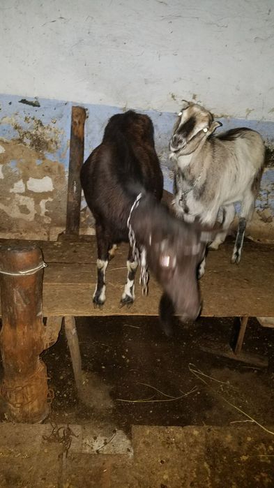 Продам козу криту нубійцем