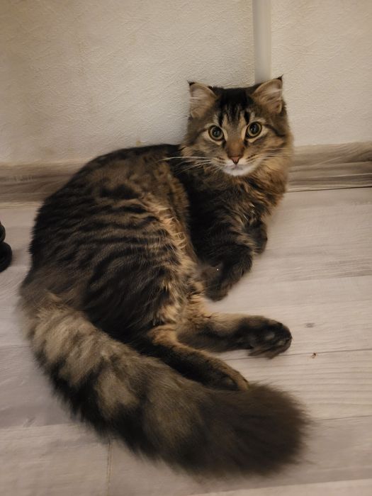 Кот у добрі руки котенок кішка кошка