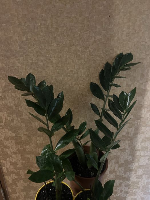 Заміокулькас. Доларове дерево.