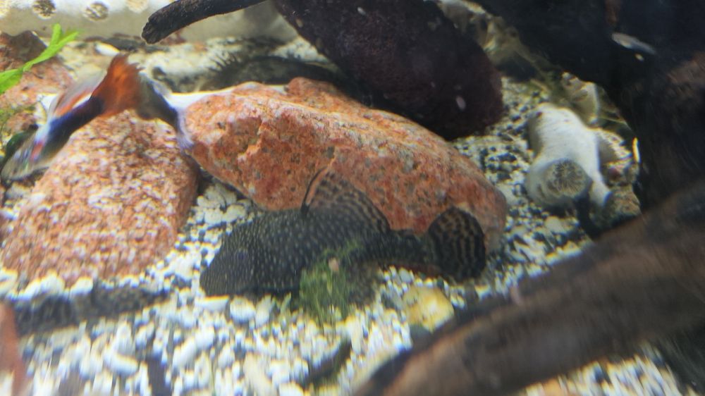 Ancistrus juvenis e adultos