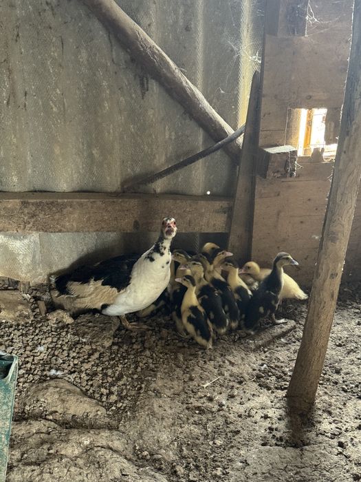 Patinhos Mudos 3€ Unidade