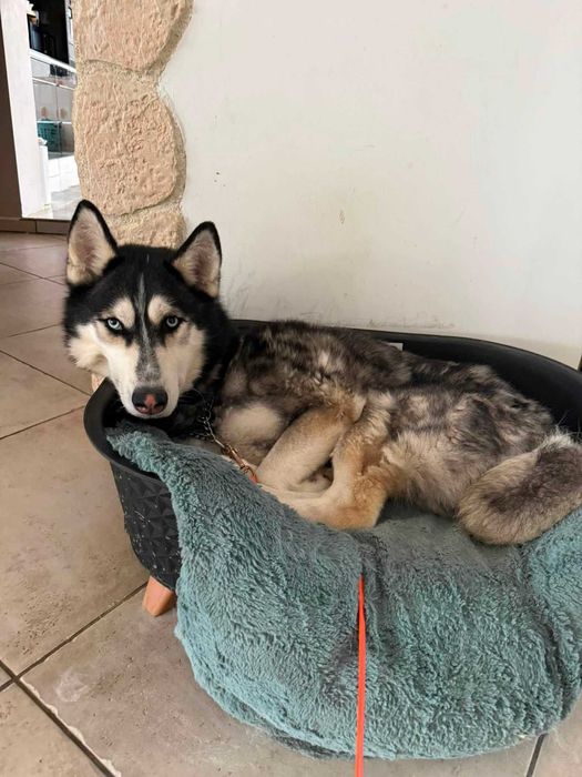 husky do adopcji