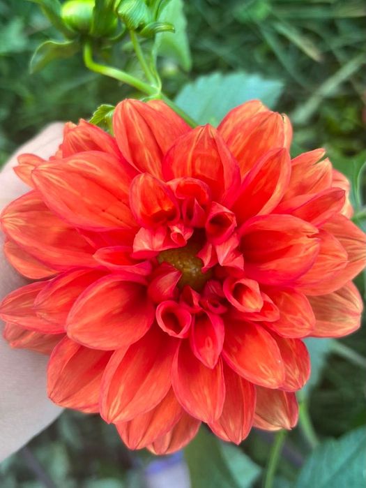 Георгіни, жоржини