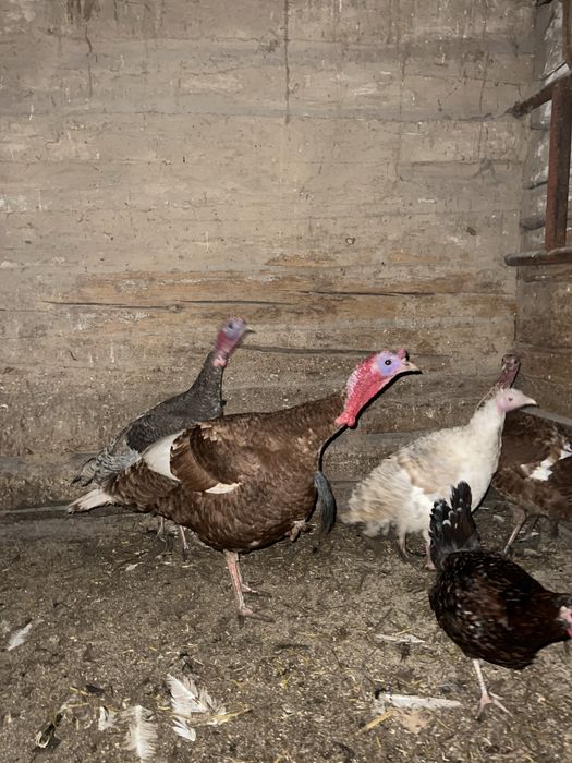 Індики бурбони ,індички