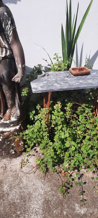 Vendo varias plantas