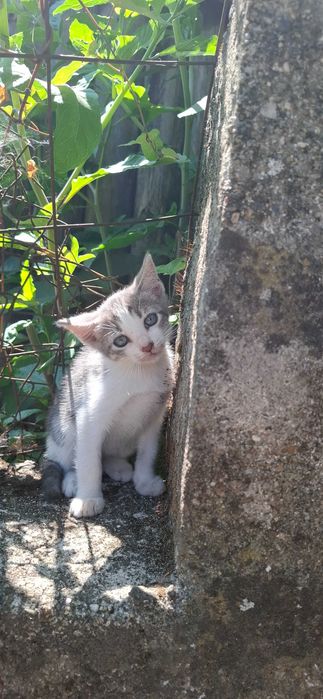 Gatinhos para adopção
