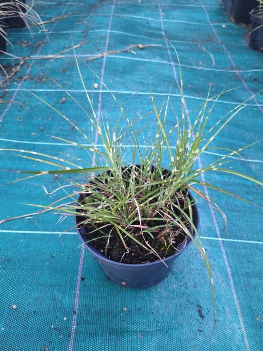 Miskant rozplenica stipa werbena