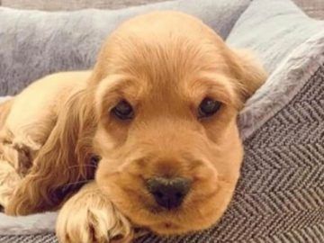 Англійський кокер-спанієль, цуценята, 2 місяці – ваш новий рудий улюбл