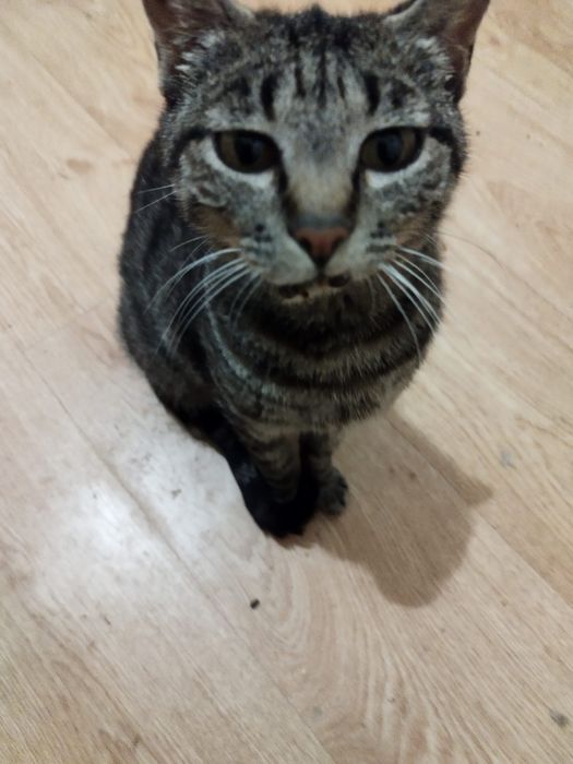 Gatinha para adoção