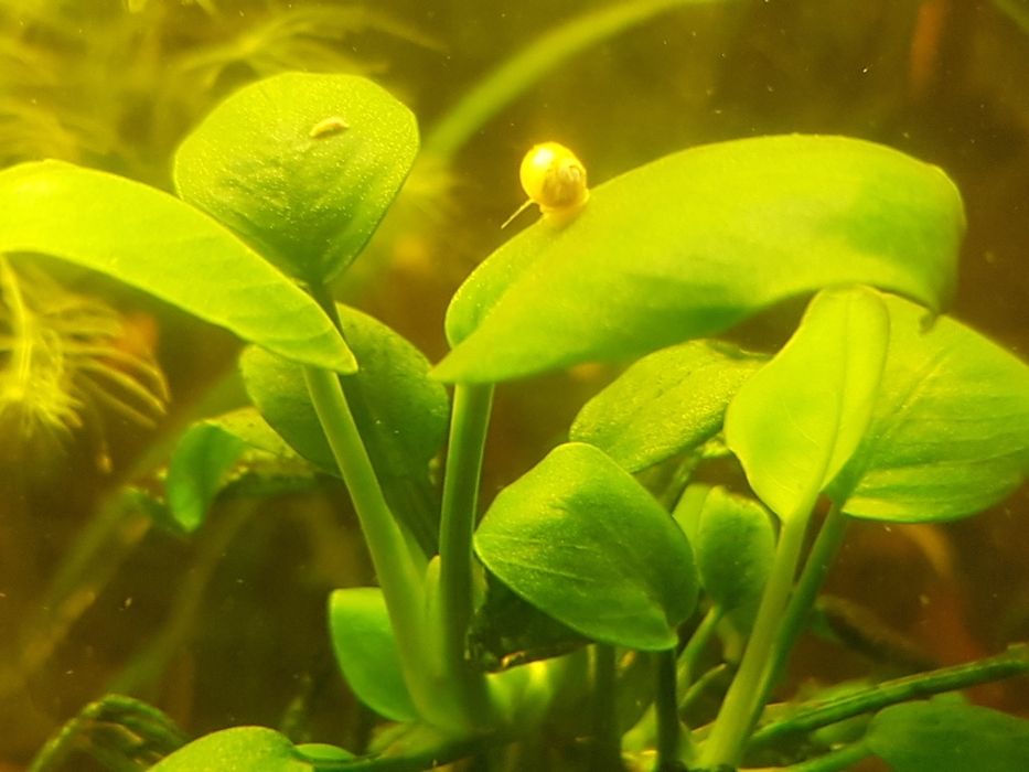 Rośliny akwariowe. Anubias dwie odmiany  ,