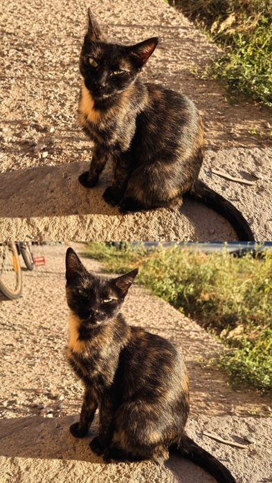 Кошечка  бесплатно