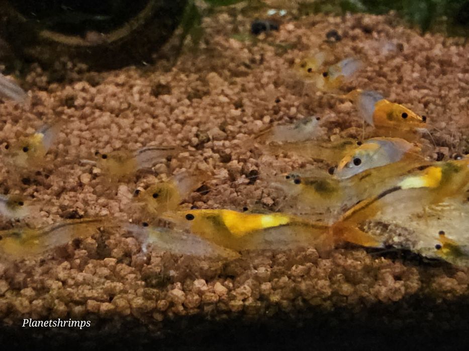 Krewetka, krewetki neocaridina Orange