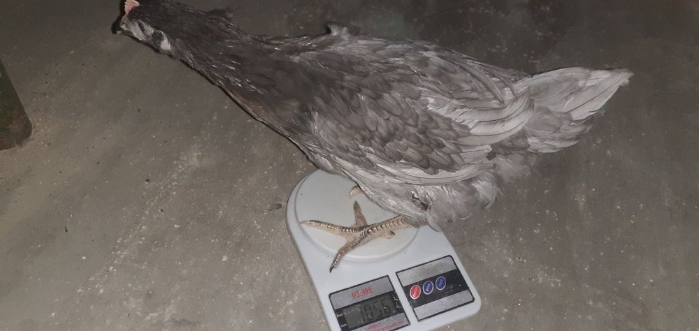 Кури Домінант на яйця