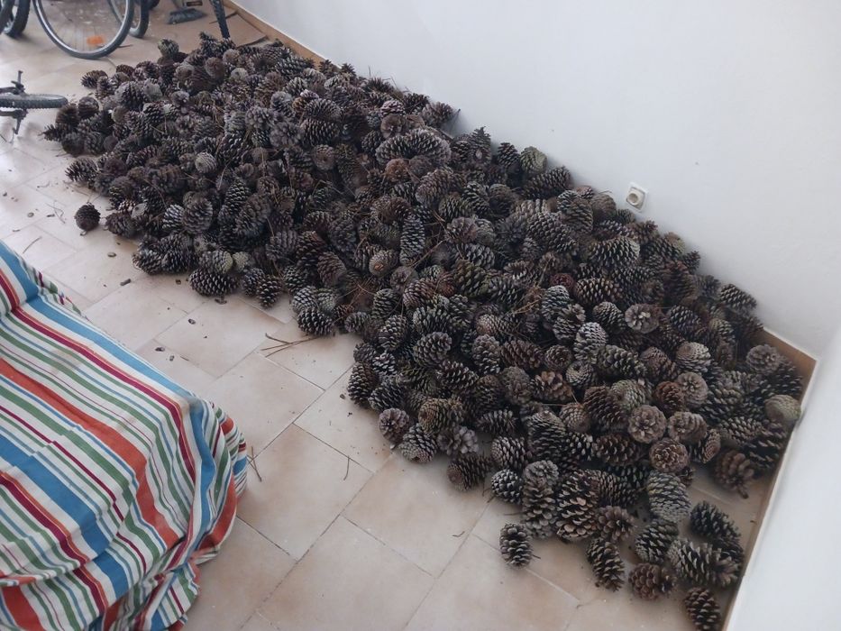 PINHAS 1€ o saco de 20 pinhas