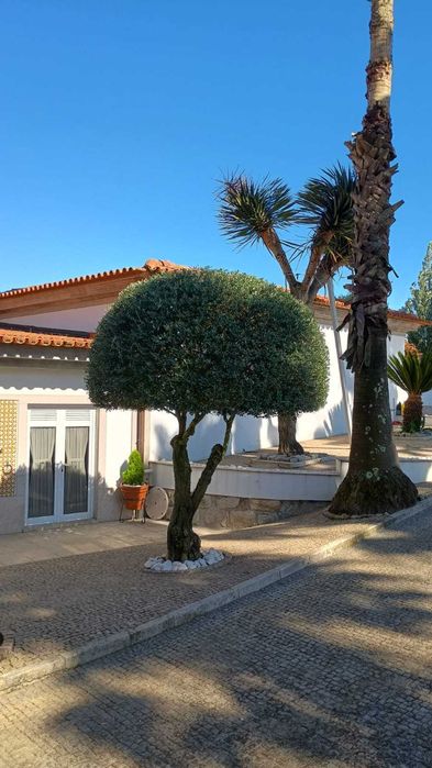 Jardineiro Em Porto/Gaia - Manutenção, Limpeza e Montagem de Jardins