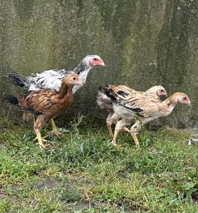 Frangos indios gigante  com 3 meses