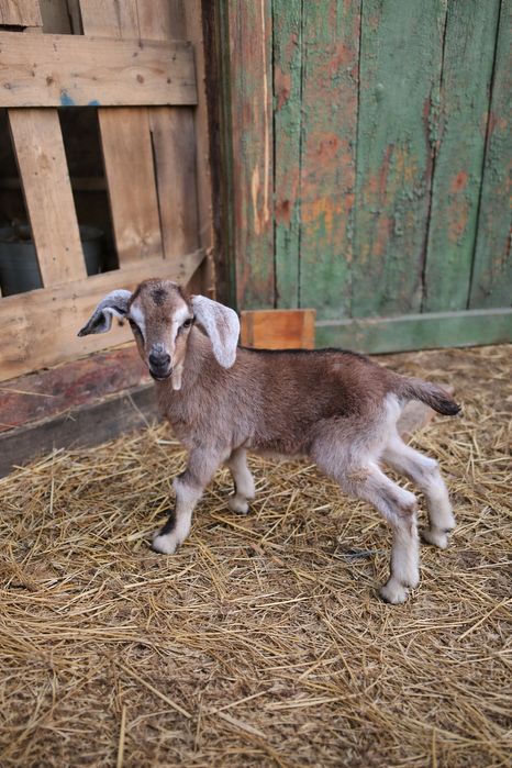 Маленький козленок, козёл