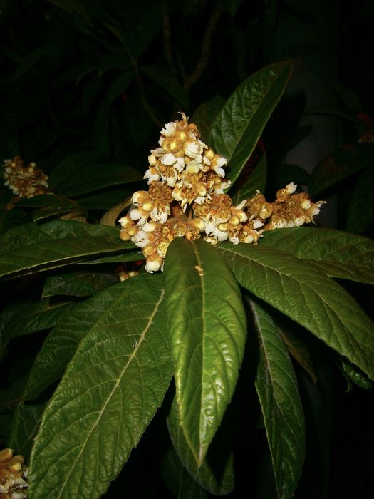 Câmara fotográfica compacta olympus x-990 como nova