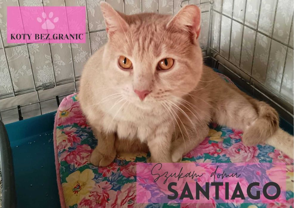 Santiago biszkoptowy kocurek o bursztynowych oczach PILNIE dom