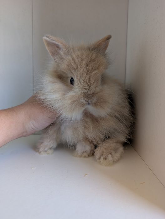Królik miniaturka, królik mini lop