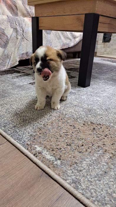 Собачата,чудові песодіти