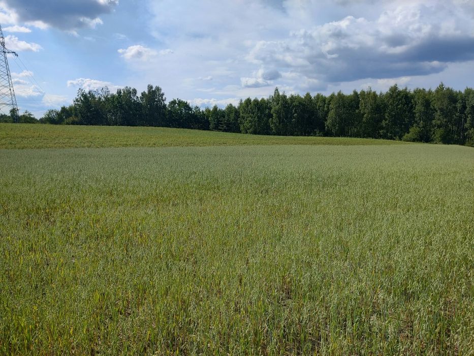 Ziemia, pole, sprzedam 2,5h
