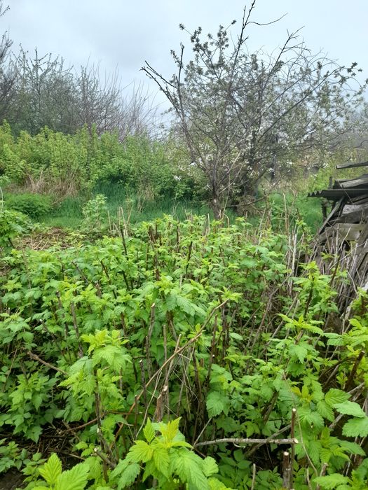 Здам будинок в оренду