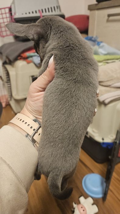 Piękna Suczka Niebieska Chihuahua