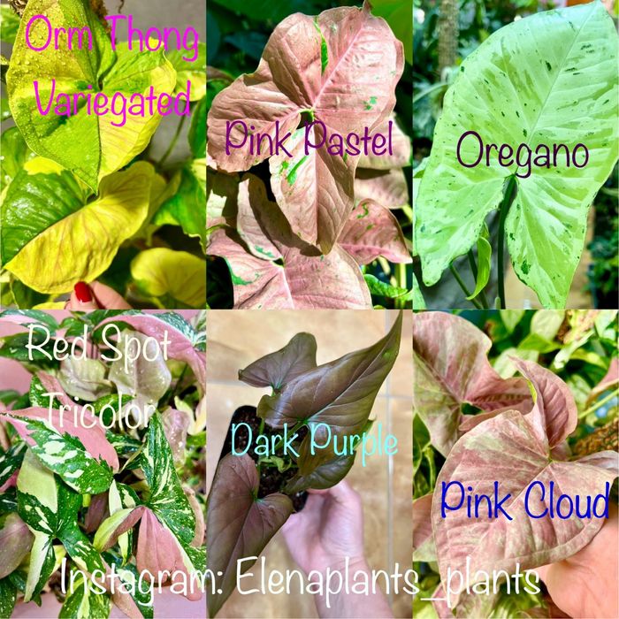 Сингониум Batik variegated, Dark Purple, Orm Nagpum, Oregano, Rayii