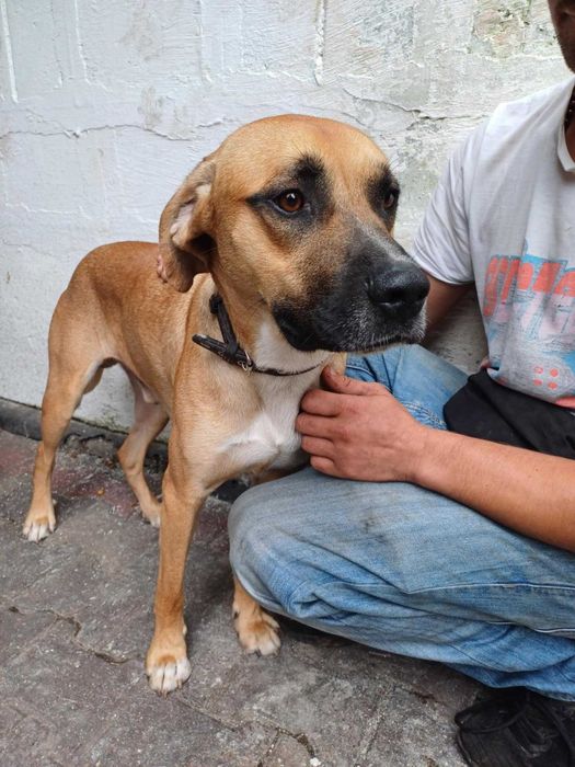 Snoopy pies piesek szuka domu