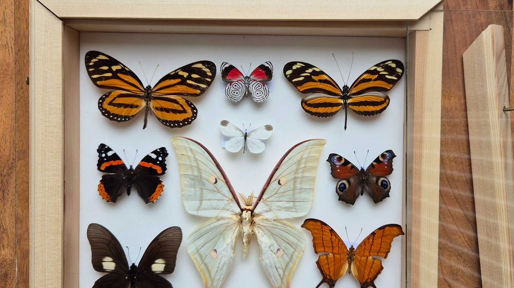 Gablotka motyle Actias selene Marpesia Heliconius i inne na ścianę