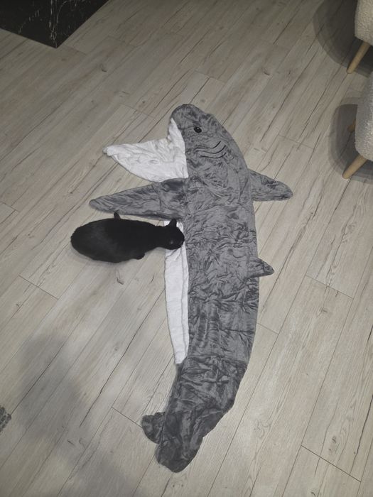 Rekin-koc  dla dzieci