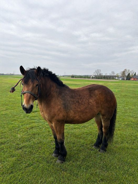 Sprzedam 5 klaczy zimnokrwistych