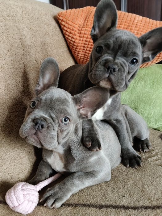 Buldog francuski sunia niebieska by