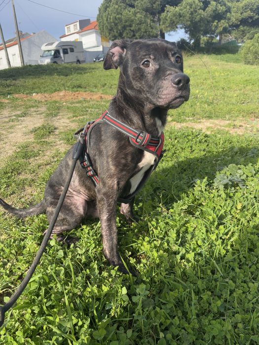 O Baco procura uma nova família