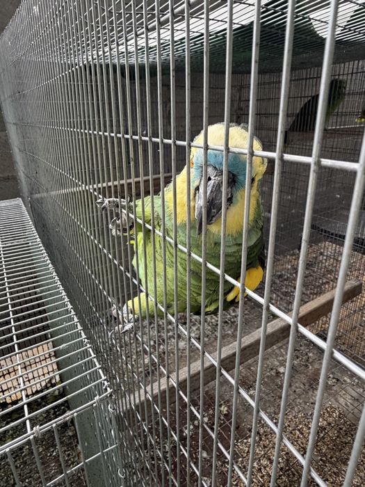 Amazona Aestiva Xanthoperyx Macho reprofutor 09