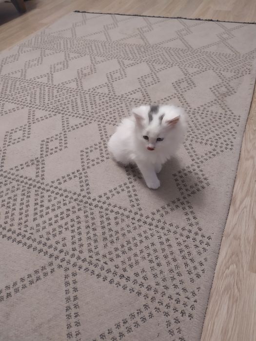 Віддам  кошенят  у добрі руки