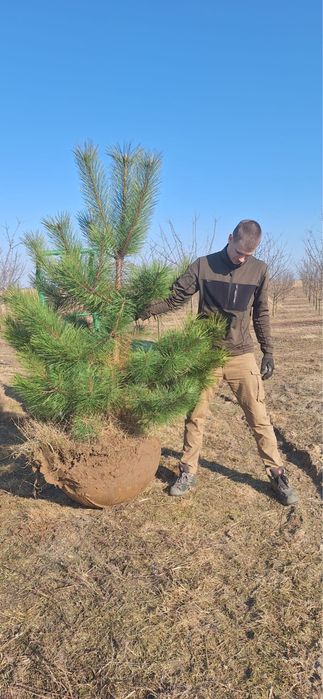 Sosna czarna z bryłą