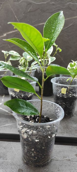 Фікус бенжаміна Twilight, Moclame, традесканція, калізія