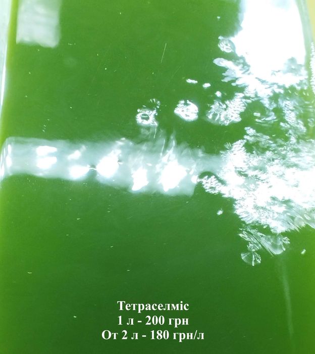 Гриндальський/ізраїльський черв'як/артемія/інфузорія/ тетраселміс/дафнія моїна/корм для креветок