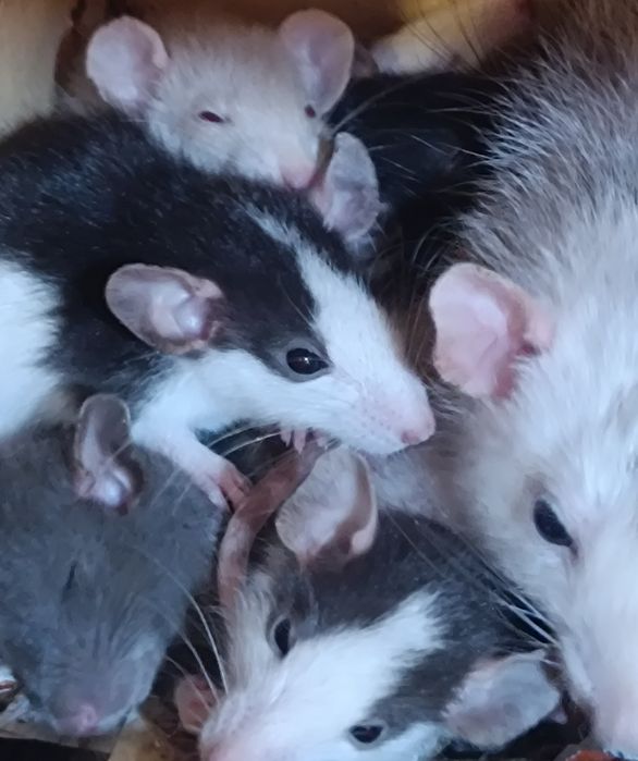 Щурики Дамбо і стандарт