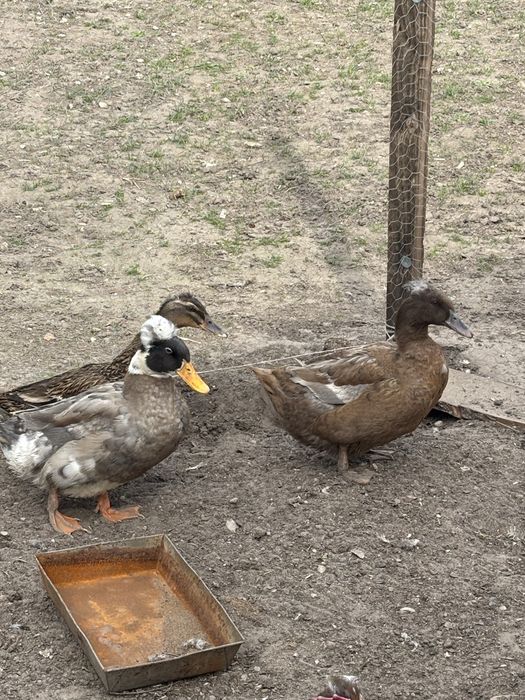 Kaczki staropolskie z czubkiem