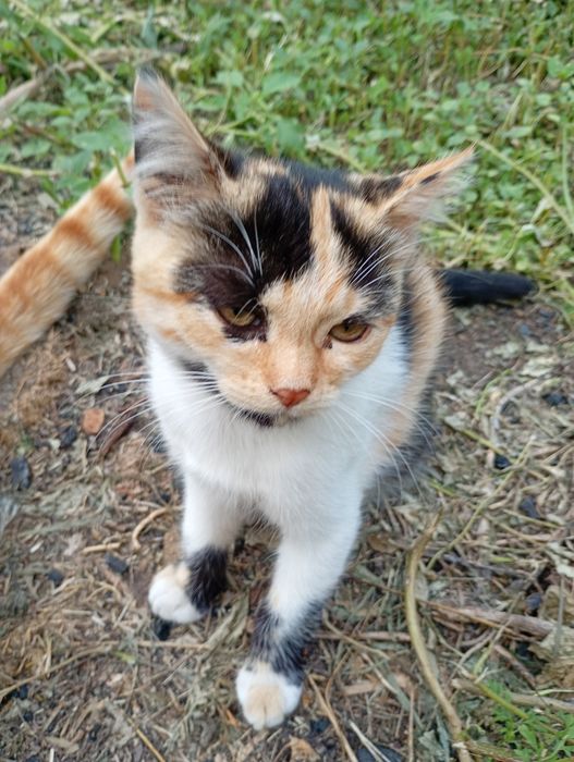 Отдат котенка в хорошие руки